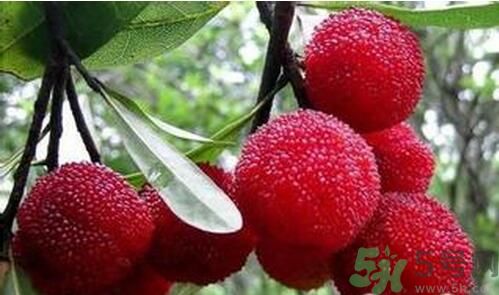 寶寶可以吃楊梅嗎？寶寶多大可以吃楊梅？
