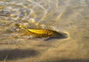 月牙泉再現(xiàn)鐵背魚 什么是鐵背魚？