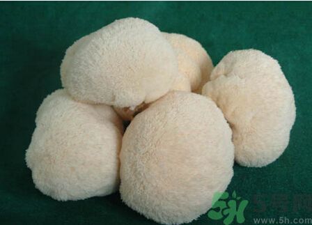 吃猴頭菇有什么好處？猴頭菇有什么營養(yǎng)價值？