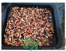 猴頭菇粉怎么做？猴頭菇餅干怎么做？