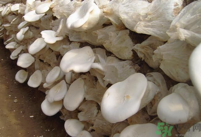 白靈菇和杏鮑菇有什么區(qū)別？白靈菇有什么營(yíng)養(yǎng)價(jià)值？