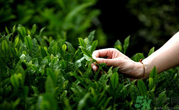立夏喝什么茶好？立夏不能喝什么茶？
