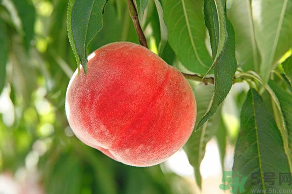 吃桃子會(huì)脹氣嗎？吃桃子注意事項(xiàng)有哪些？