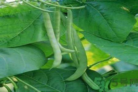 四季豆是發(fā)物嗎？四季豆是不是發(fā)物？