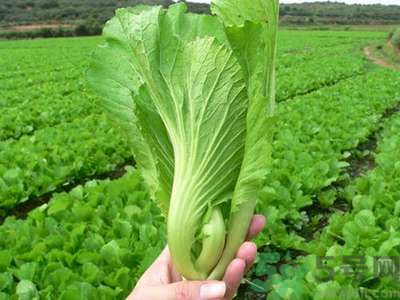 芥菜與鯽魚可以一起吃嗎？芥菜和鯽魚一起吃好不好？