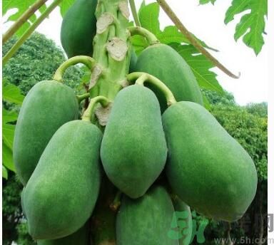 吃青木瓜可以減肥嗎？吃青木瓜有什么好處？