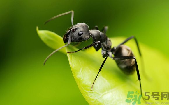 家里有螞蟻怎么辦？驅(qū)除螞蟻的方法是什么？