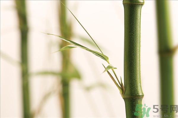 減肥能吃竹筍嗎？吃竹筍會(huì)胖嗎？