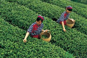 女生夏天喝什么茶最好？女生夏天適合喝什么茶？