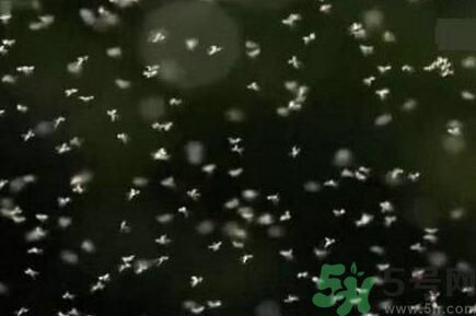 蚊子可以吃嗎？吃蚊子會怎么樣？