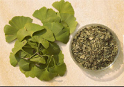 夏天可以喝銀杏葉茶嗎？夏天喝銀杏葉茶好嗎？