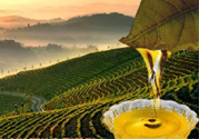 茶籽油可以天天吃嗎？可以每天用茶籽油炒菜嗎？