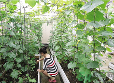 女子打造城市菜園 陽臺可以種什么蔬菜？