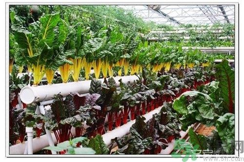 陽臺怎么種蔬菜？陽臺適合種什么蔬菜？