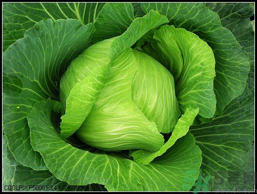 包菜外面的葉子壞了里面還能吃嗎？包菜壞了一部分還能吃嗎？