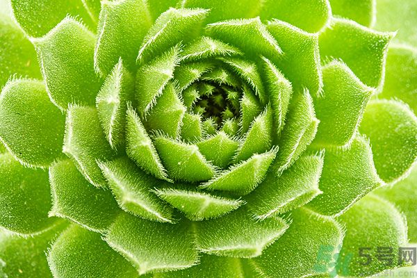 多肉植物需要澆水嗎？多肉植物澆水可以澆到葉子上嗎？