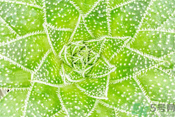 多肉植物需要澆水嗎？多肉植物澆水可以澆到葉子上嗎？