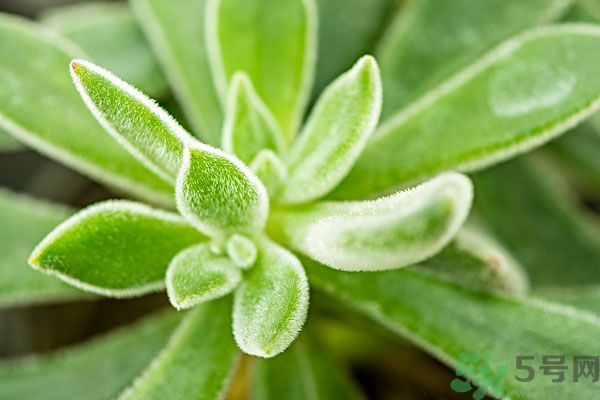 多肉植物需要澆水嗎？多肉植物澆水可以澆到葉子上嗎？