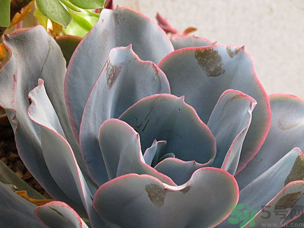 多肉植物需要澆水嗎？多肉植物澆水可以澆到葉子上嗎？