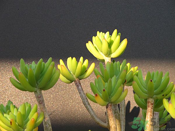 多肉植物需要澆水嗎？多肉植物澆水可以澆到葉子上嗎？