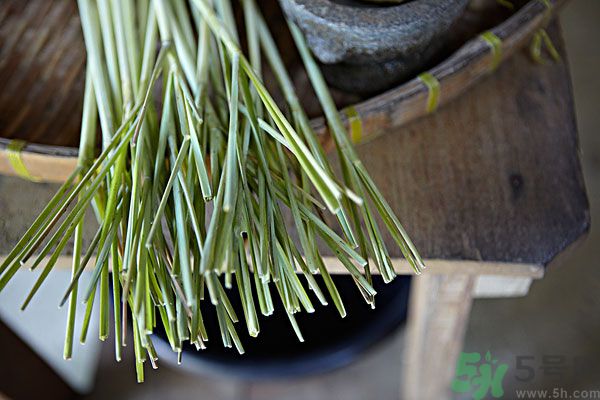 天竺葵有驅(qū)蚊作用嗎？什么植物能驅(qū)蚊子？