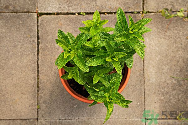 天竺葵有驅(qū)蚊作用嗎？什么植物能驅(qū)蚊子？