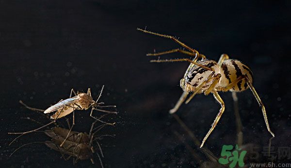 紗窗網(wǎng)密度蚊子能進(jìn)去嗎？紗窗能擋住蚊子嗎？