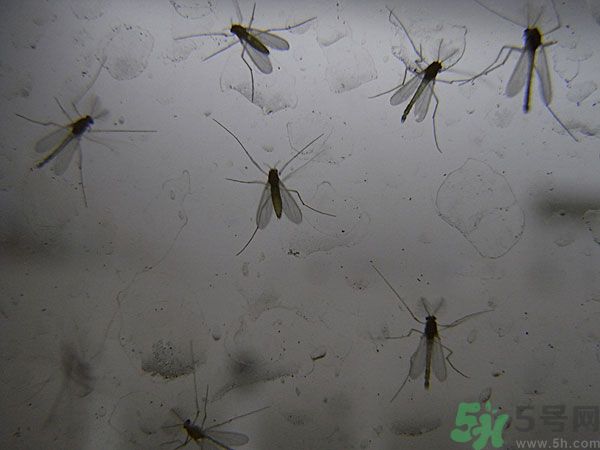 紗窗網(wǎng)密度蚊子能進(jìn)去嗎？紗窗能擋住蚊子嗎？