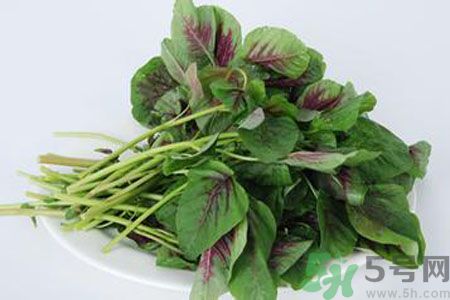 漢菜是熱性還是涼性？漢菜是涼性的嗎？