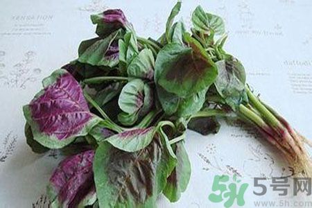 漢菜是熱性還是涼性？漢菜是涼性的嗎？