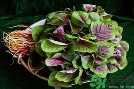 糖尿病可以吃莧菜嗎？糖尿病吃莧菜好嗎？