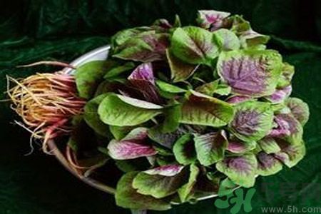 吃莧菜會(huì)皮膚過敏嗎？吃莧菜皮膚過敏怎么辦？