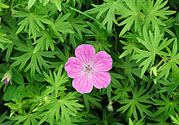 天竺葵有驅(qū)蚊作用嗎？什么植物能驅(qū)蚊子？