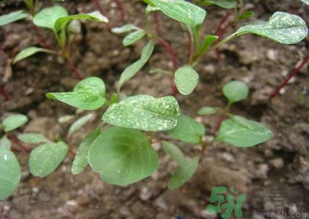 莧菜葉子上有白點是怎么回事？莧菜葉子上有白點可以吃嗎？