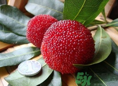 楊梅紅色好還是黑色好？楊梅顏色越深越好嗎？