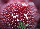 楊梅里面有小蟲(chóng)怎么洗？楊梅里的蟲(chóng)子怎么弄出來(lái)？