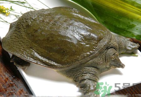 莧菜和甲魚一起吃會中毒嗎？吃了莧菜了甲魚怎么辦？