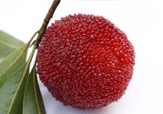 楊梅里面的蟲(chóng)子能吃嗎？楊梅里面的蟲(chóng)子吃了會(huì)怎么樣？