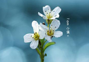 小滿喝什么茶？小滿喝什么茶好？