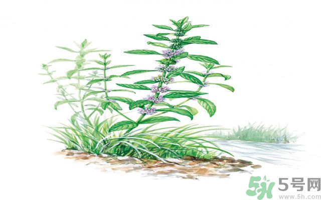 夏天吃薄荷可以解暑嗎？夏天怎么吃薄荷可以解暑？