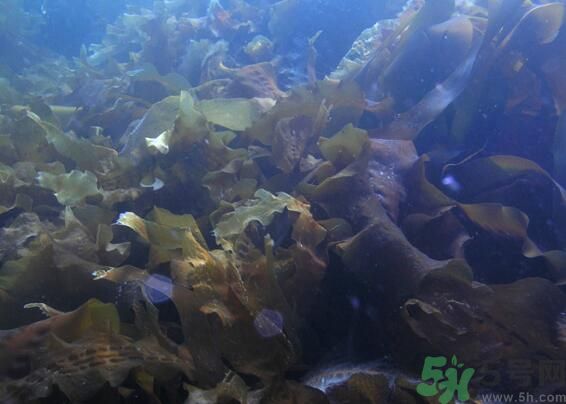 海帶綠色的好還是黃色的好？海帶綠色的比較好嗎？