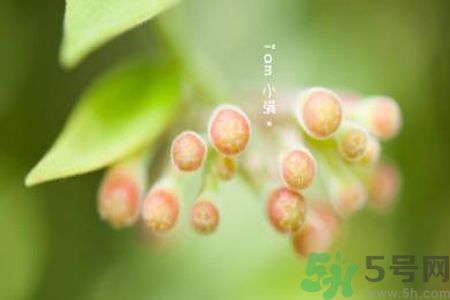 小滿名字的由來？小滿是什么意思？