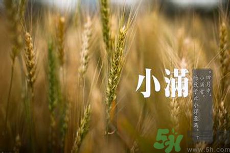 小滿喝什么茶？小滿喝什么茶好？