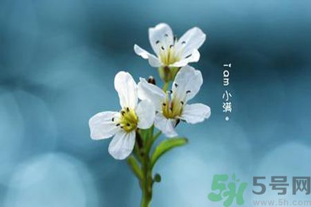 小滿喝什么茶？小滿喝什么茶好？