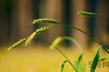 小滿(mǎn)喝什么茶？小滿(mǎn)喝什么茶好？