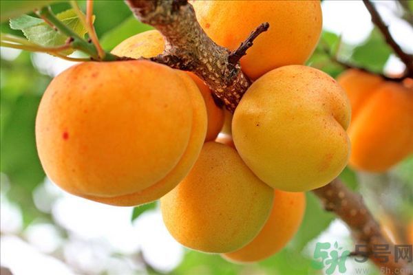 李子皮能吃嗎？李子皮的功效作用