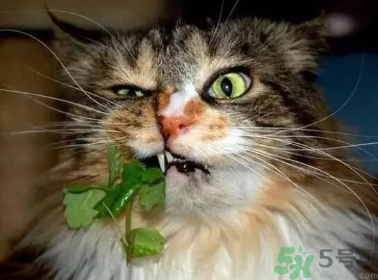 薄荷為什么叫貓薄荷？薄荷和貓薄荷是一種