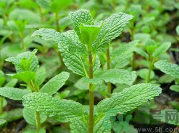 薄荷有什么功效？薄荷的攻效是什么？