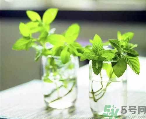 薄荷茶可以降火嗎？喝薄荷茶能降火嗎