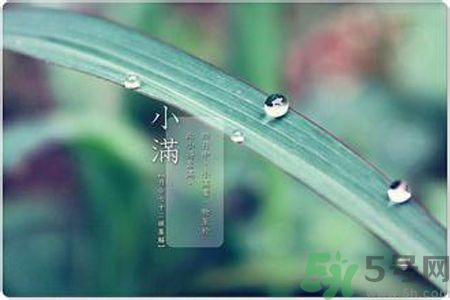 小滿容易得什么皮膚病？小滿得了皮膚病怎么辦？